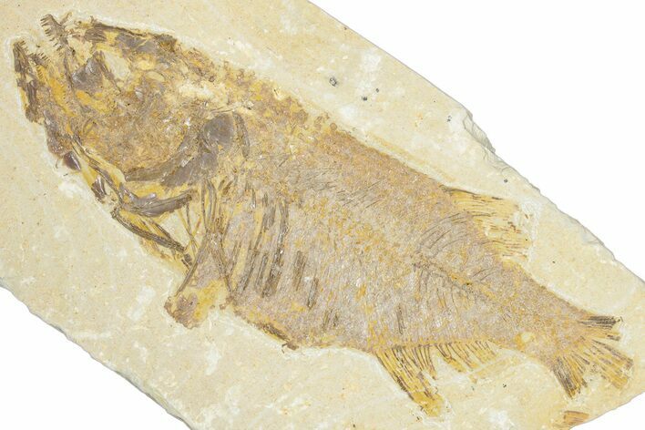 Bargain, Uncommon Fish (Phareodus) Fossil - Wyoming #348039